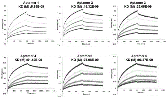 A single-stranded DNA oligonucleotide aptamer that specifically recognizes aflatoxin b1