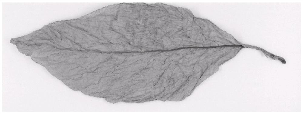 Tobacco leaf image quality evaluation method, system, memory, and electronic equipment