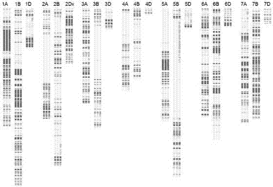 Method for drawing genetic composition map of wheat variety