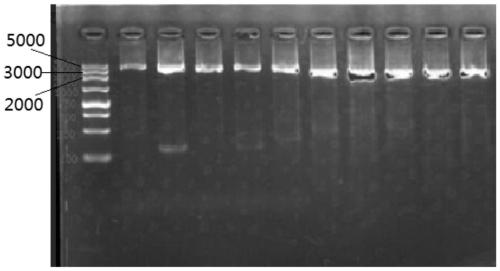 Multiple primers, kit and method for high-throughput sequencing of enterovirus