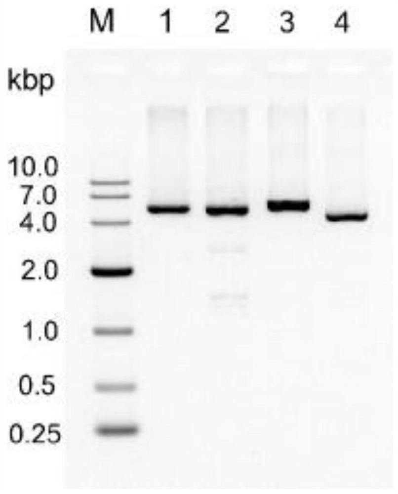 Preparation method for circular single-stranded DNA integrated with aptamer and applications of circular single-stranded DNA integrated with aptamer in DNA origami