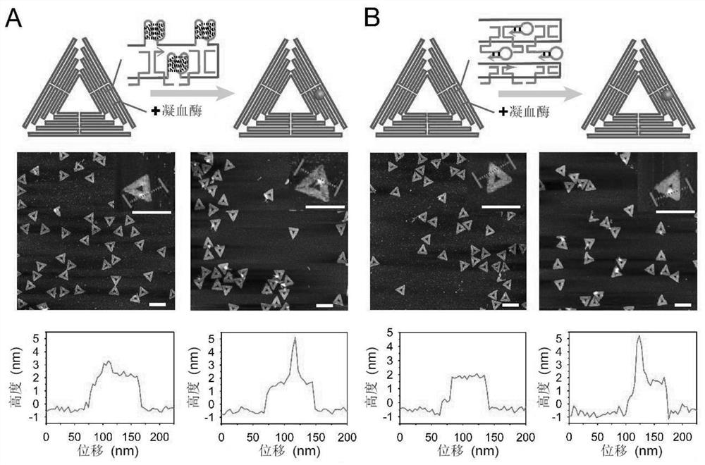 Preparation method for circular single-stranded DNA integrated with aptamer and applications of circular single-stranded DNA integrated with aptamer in DNA origami