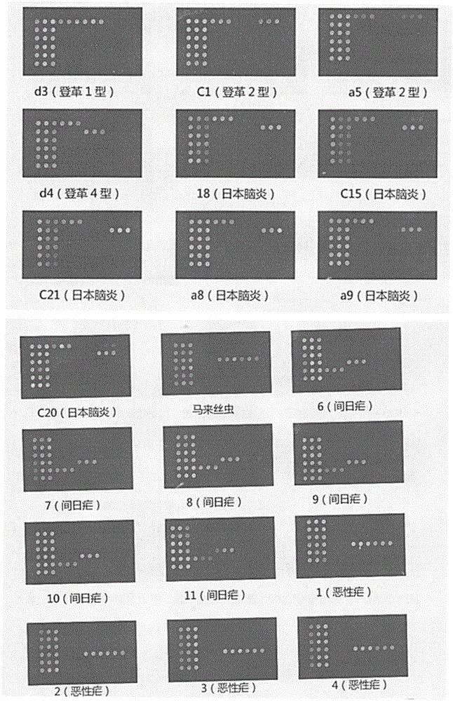 Gene chip for detecting various pathogens carried by mosquitoes and detection method