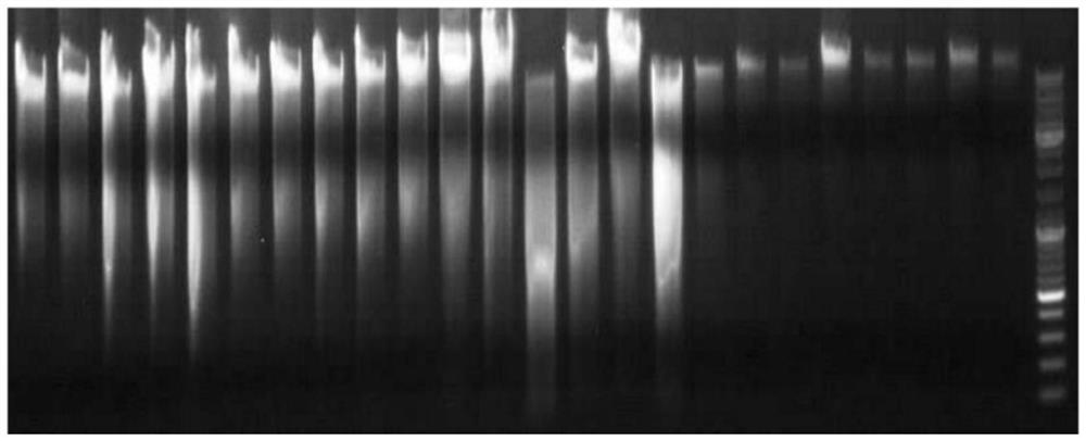 ZmGNAT19 gene SNP molecular marker related to corn leaf blight resistance and application