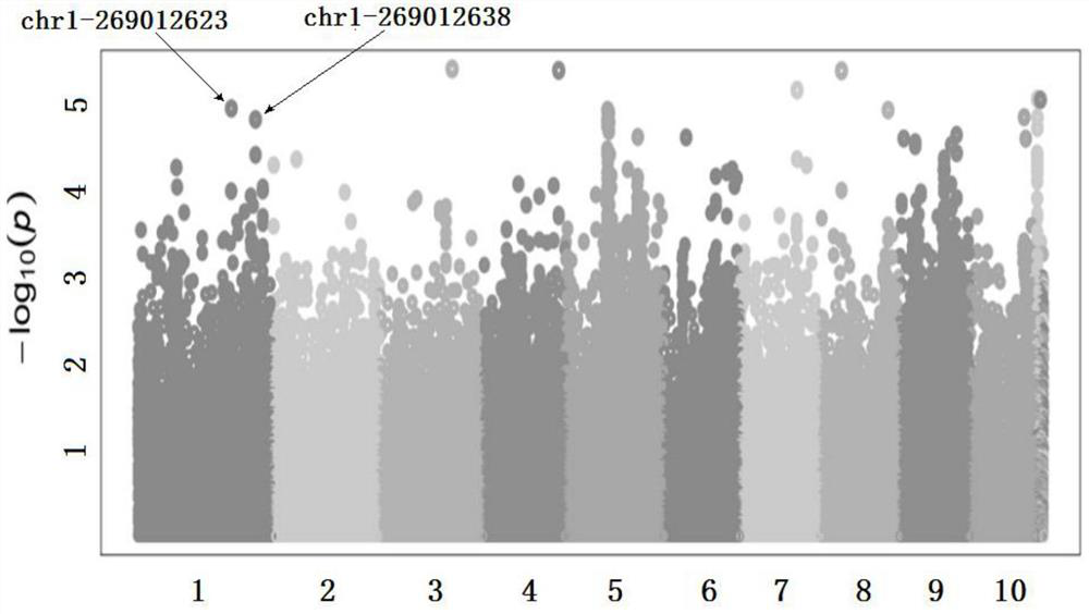 ZmGNAT19 gene SNP molecular marker related to corn leaf blight resistance and application