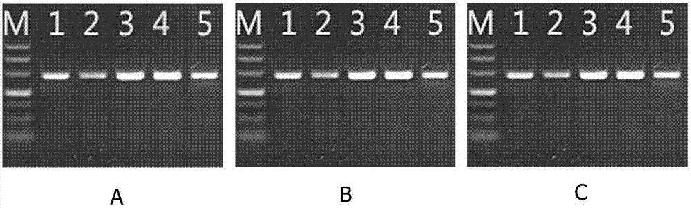 Method for quickly detecting CYP2C19 gene polymorphism based on pyrosequencing technique