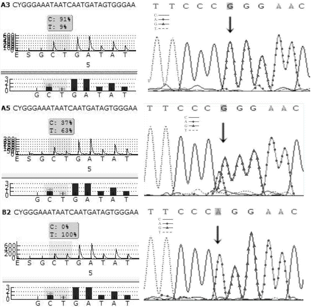 Method for quickly detecting CYP2C19 gene polymorphism based on pyrosequencing technique