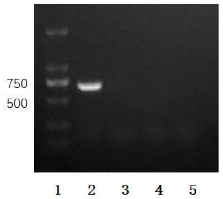 Brucella crassa strain of recombinant Echinococcus granulosus eg95 gene and its vaccine production method