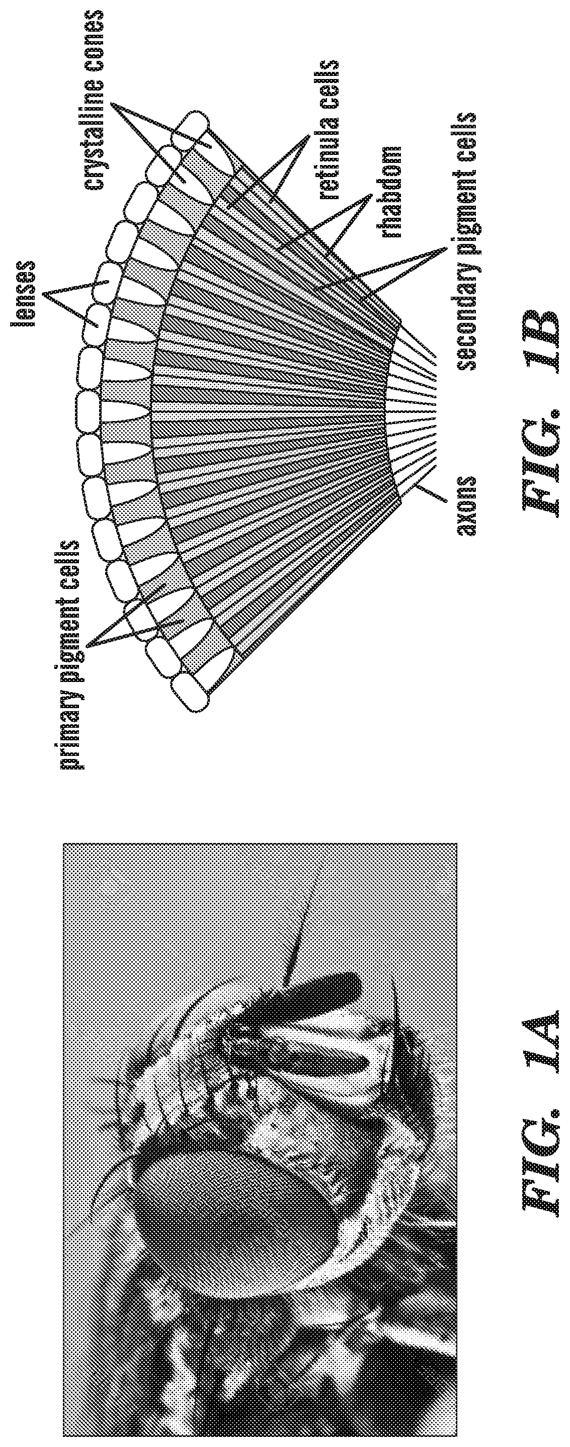 Lens-free compound eye cameras based on angle-sensitive meta-surfaces