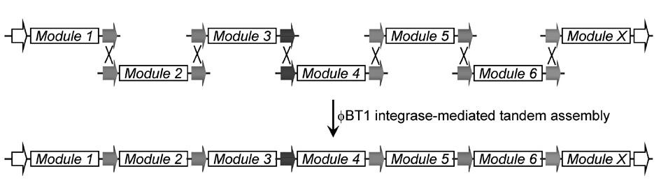 Multi-fragment deoxyribose nucleic acid (DNA) series connection recombination assembly method based on site-specific recombination