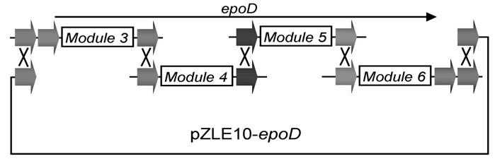 Multi-fragment deoxyribose nucleic acid (DNA) series connection recombination assembly method based on site-specific recombination