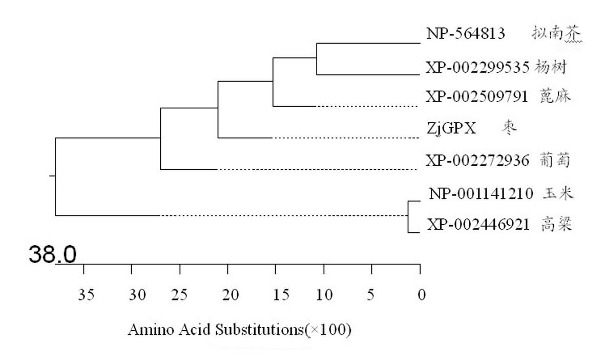 Jujube glutathione peroxidase gene