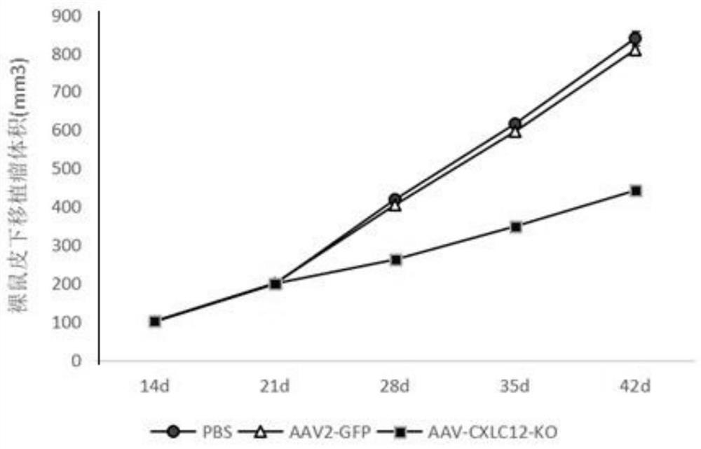 Adeno-associated virus recombinant vector for knocking out CXCL12 gene and its construction method and application