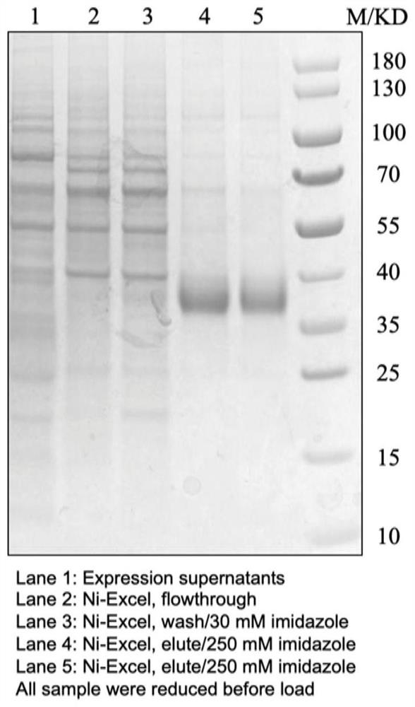 ANTIBODIES AGAINST SARS-CoV-1 OR SARS-CoV-2 AND USES THEREOF