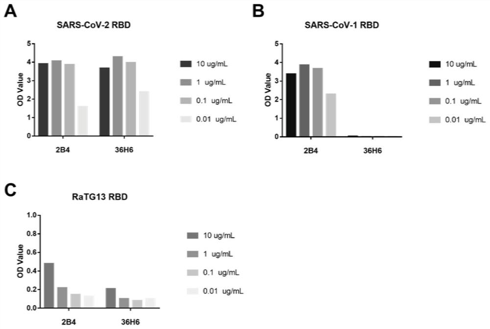 ANTIBODIES AGAINST SARS-CoV-1 OR SARS-CoV-2 AND USES THEREOF