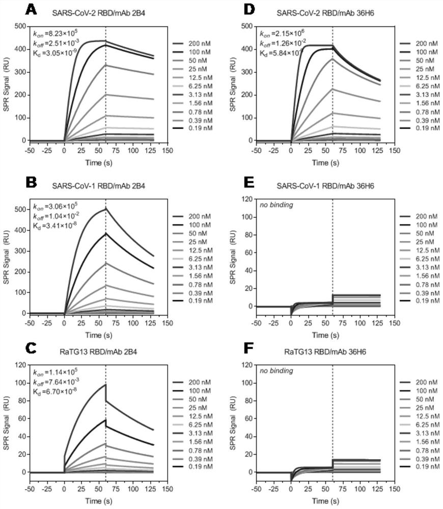 ANTIBODIES AGAINST SARS-CoV-1 OR SARS-CoV-2 AND USES THEREOF