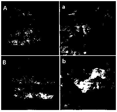 Preparation and application of zeolite imidazolate framework material ionic liquid organic polymer stationary phase monolithic column for capillary electrochromatography