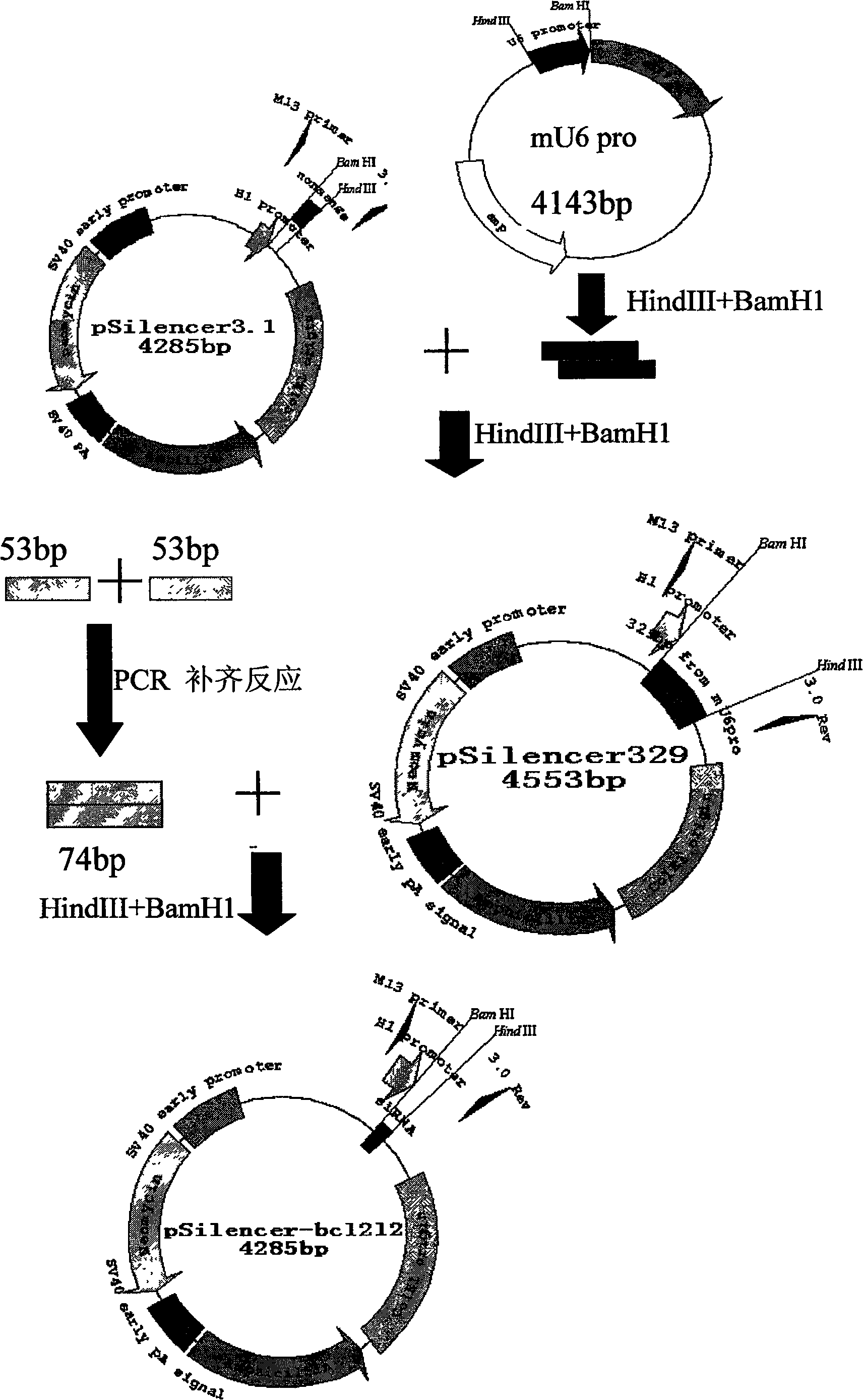 Method for quickly constructing siRNA carrier by using pSilencer plasmid