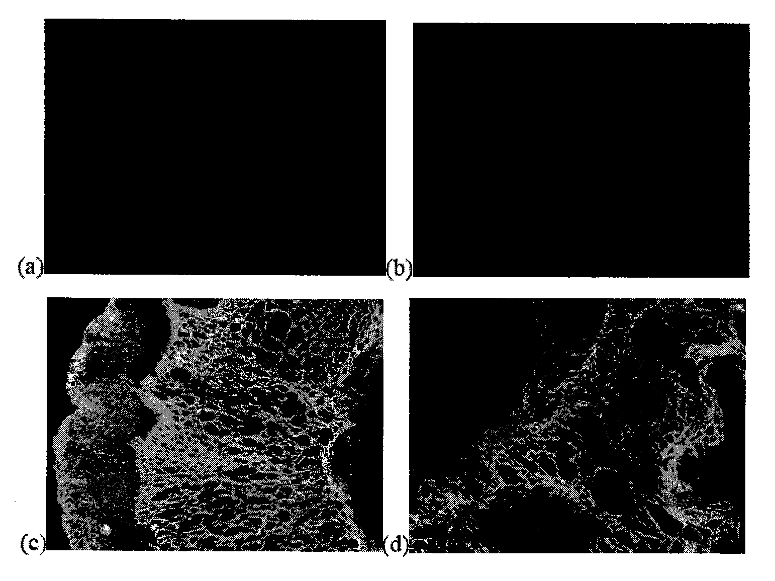 Laminin-modified conduit for nerve regeneration and methods of manufacturing the conduit and regenerating nerves using the conduit