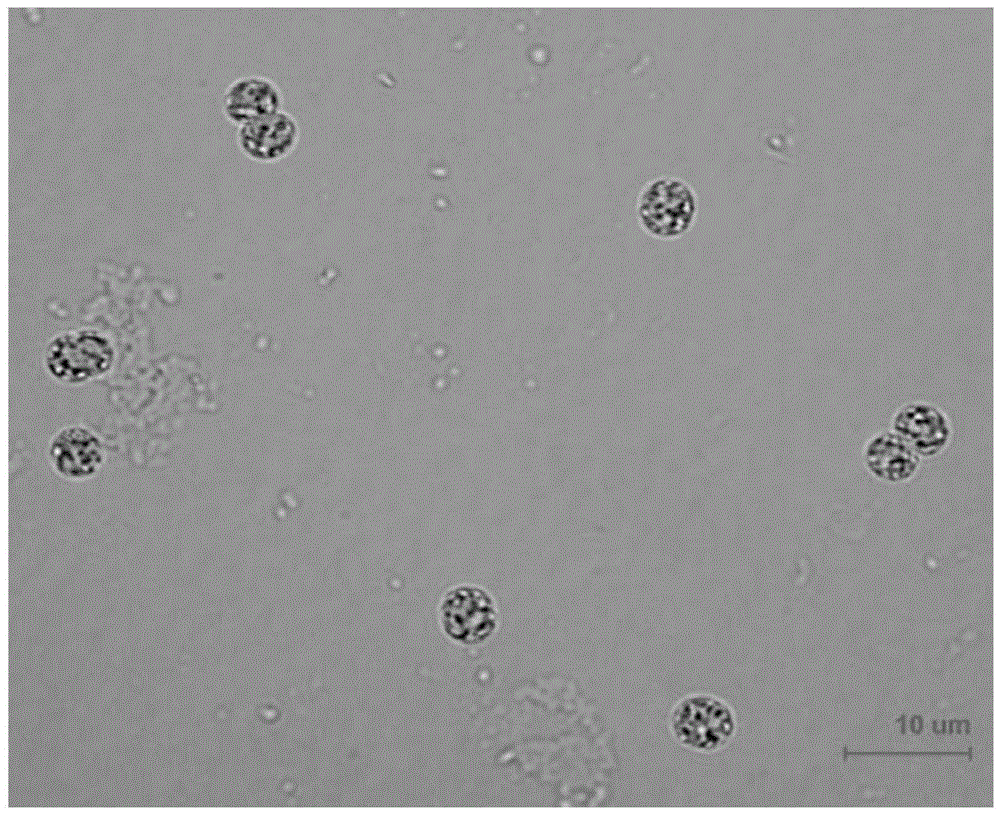 Cyanobacteria culture medium