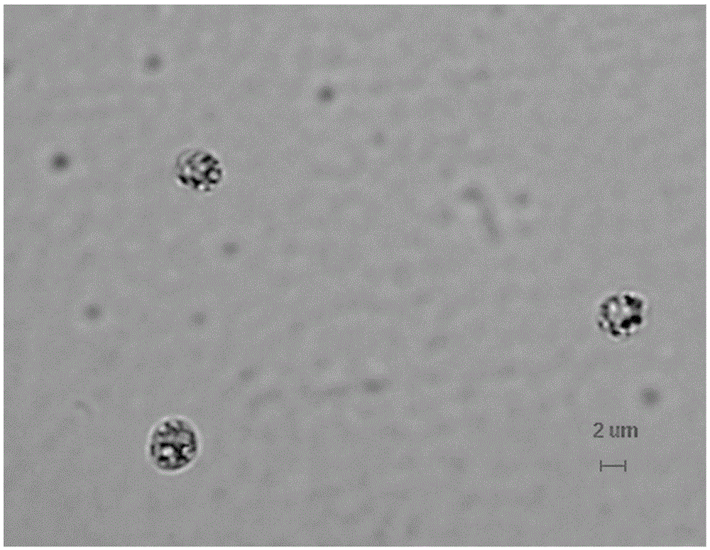 Cyanobacteria culture medium