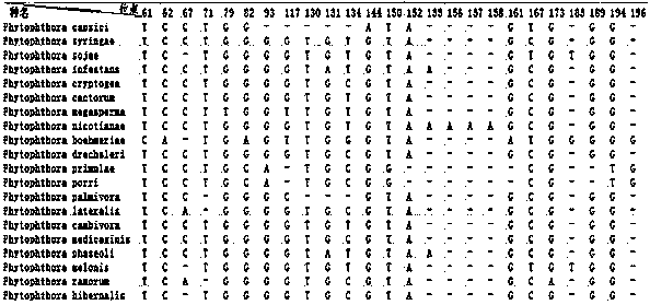 Method for detecting or auxiliarily detecting Phytophthora bacteria