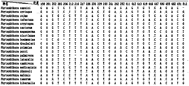 Method for detecting or auxiliarily detecting Phytophthora bacteria