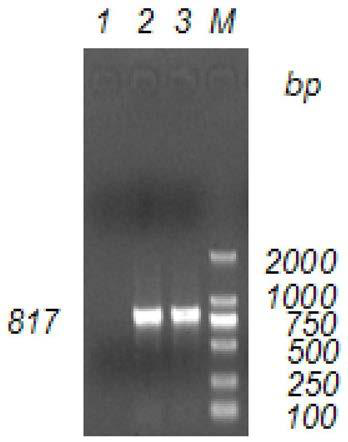 Primer set for distinguishing porcine epidemic diarrhea virus typical and variant strains and detection kit