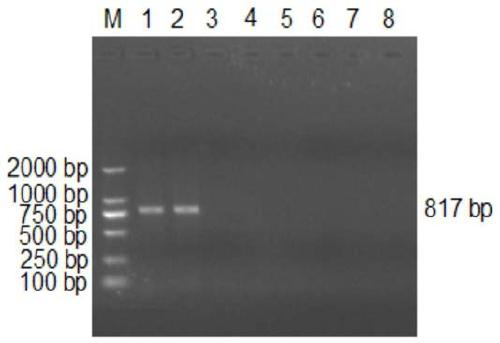 Primer set for distinguishing porcine epidemic diarrhea virus typical and variant strains and detection kit