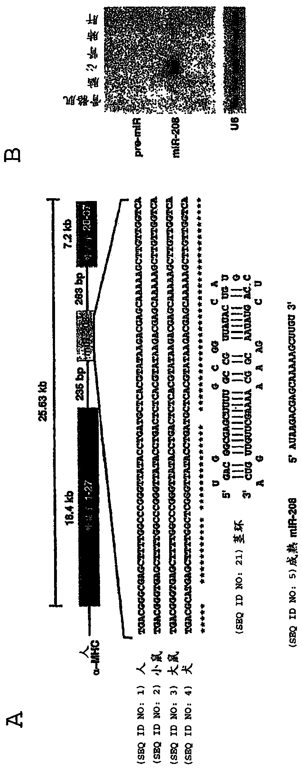 Family of microRNAs regulating fibrosis and their uses