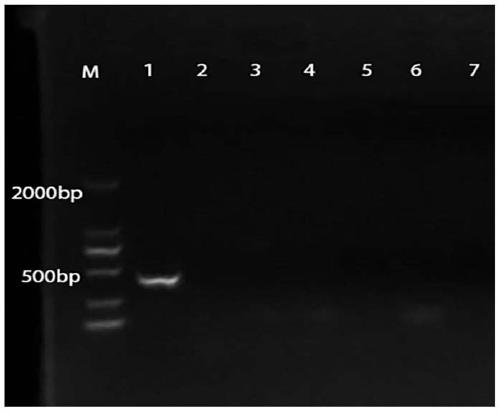 Specific primer, kit and method for qualitatively and/or quantitatively detecting lactobacillus rhamnosus