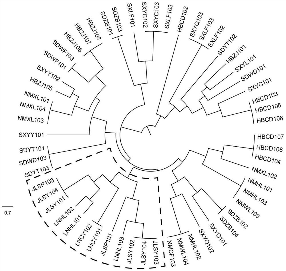 SSR molecular marker primers and method for identifying scutellaria baicalensis in northeast region