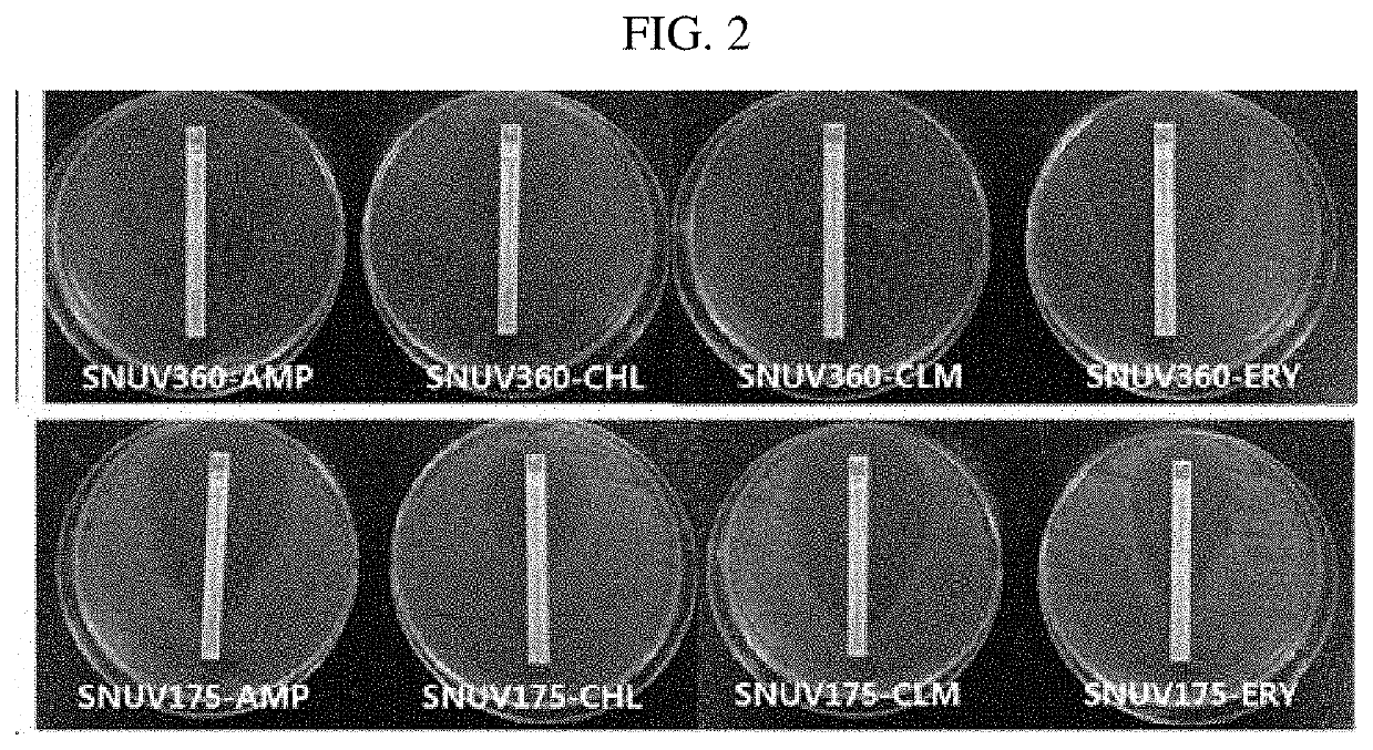 Lactobacillus sp. strain having ability to inhibit growth of virginal pathogenic microorganisms