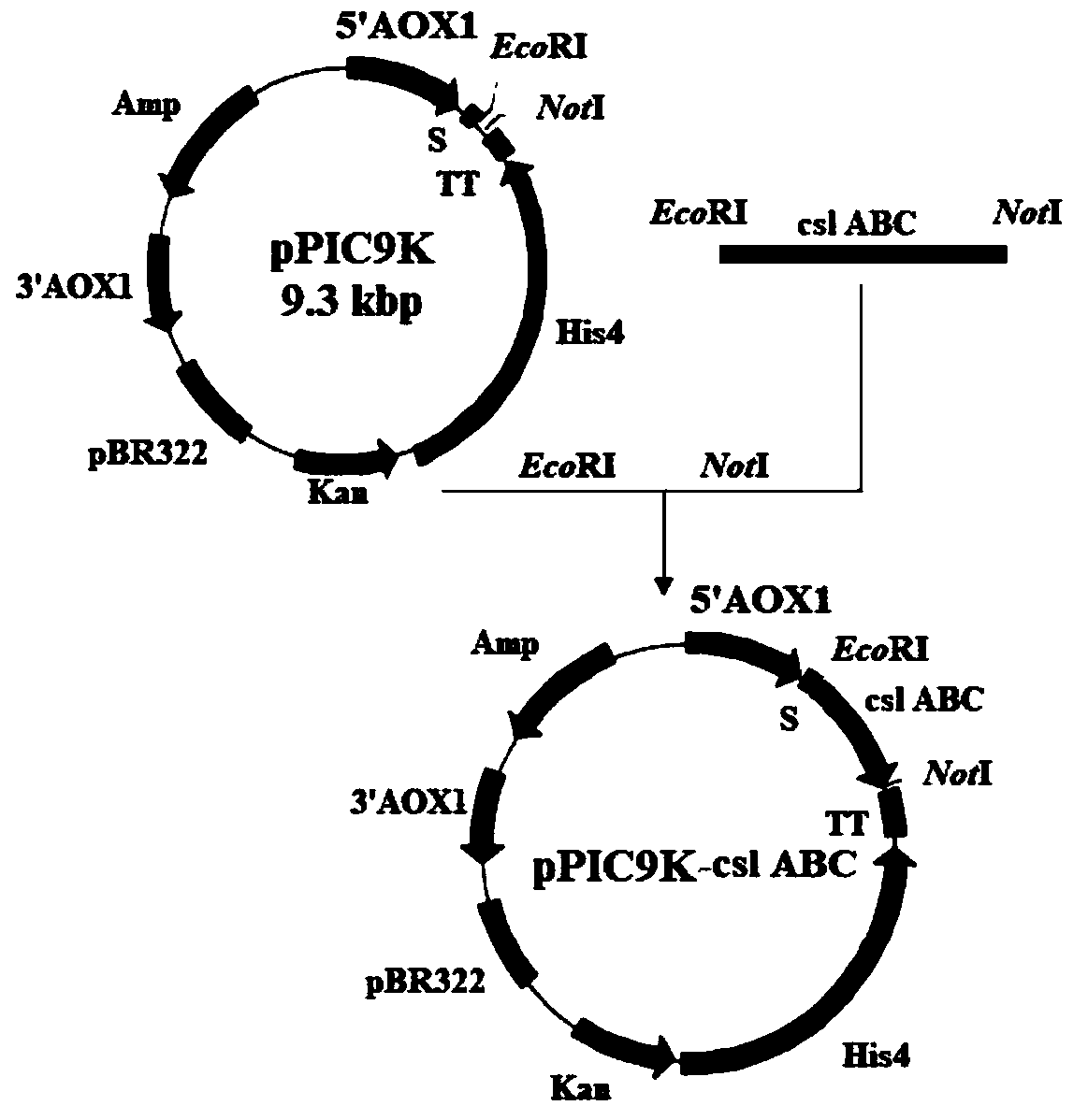 Chondroitinase ABC producing recombinant yeast strain and structuring and applying methods thereof