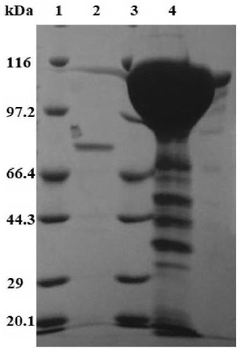 Chondroitinase ABC producing recombinant yeast strain and structuring and applying methods thereof