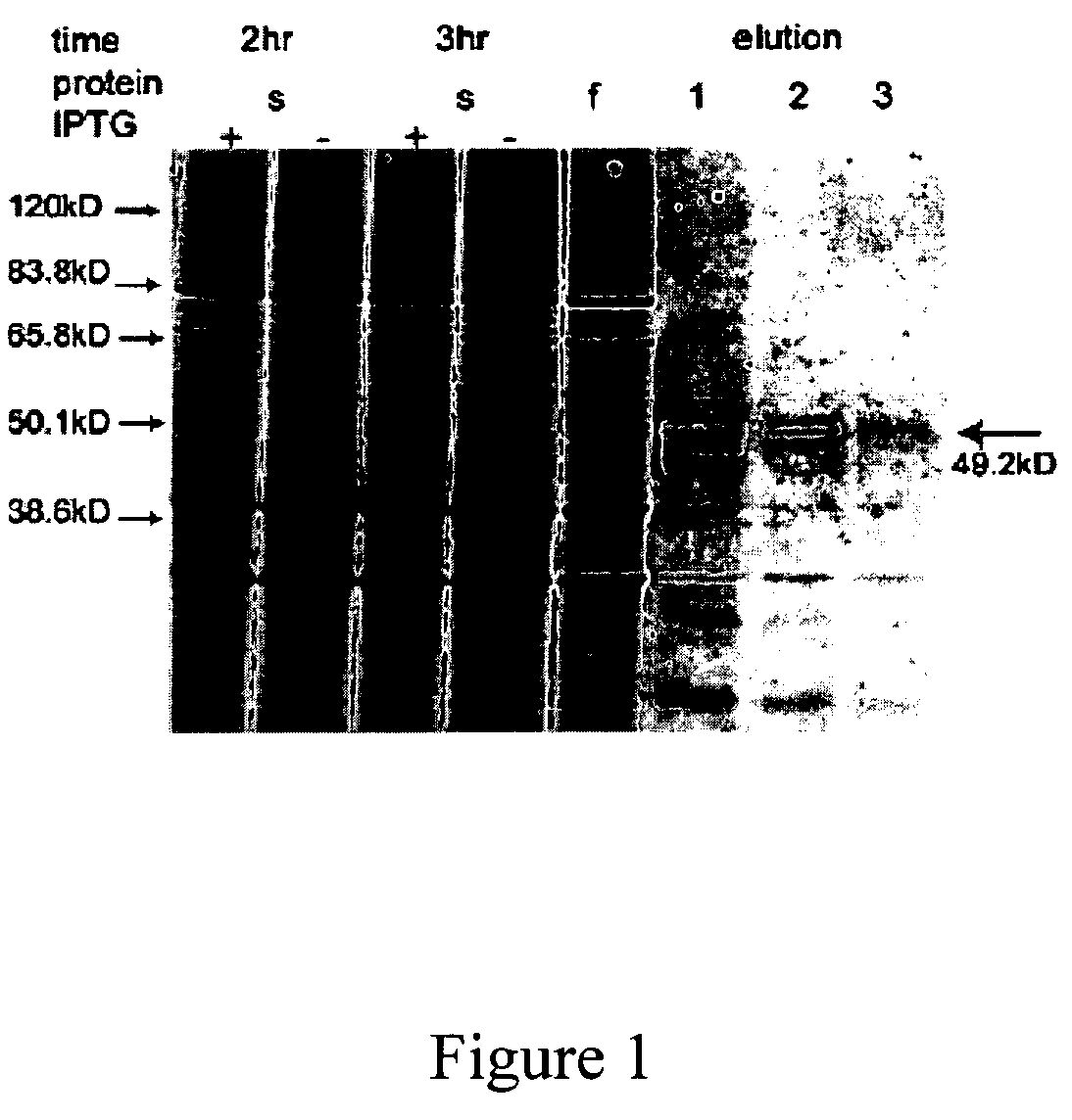 Hybridoma cell lines and monoclonal antibodies recognizing Prox1