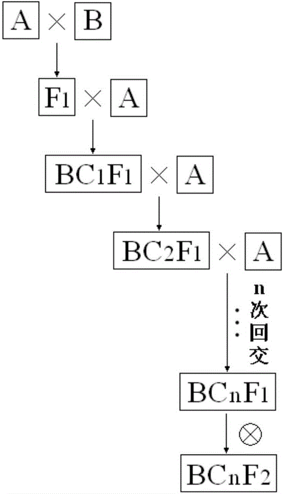 Method of cultivating rose cultivars through distant backcross