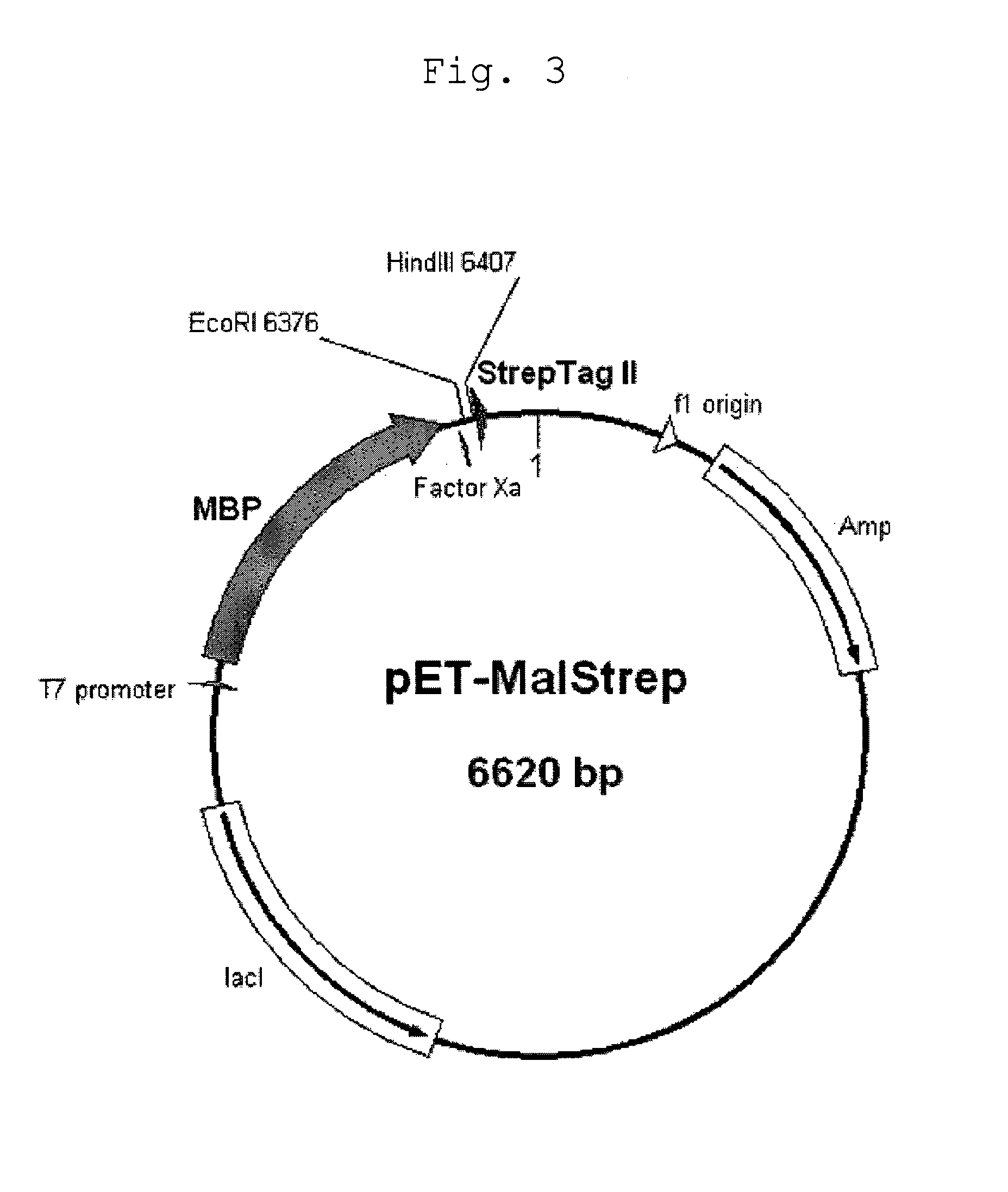 RNF8-FHA domain-modified protein and method of producing the same