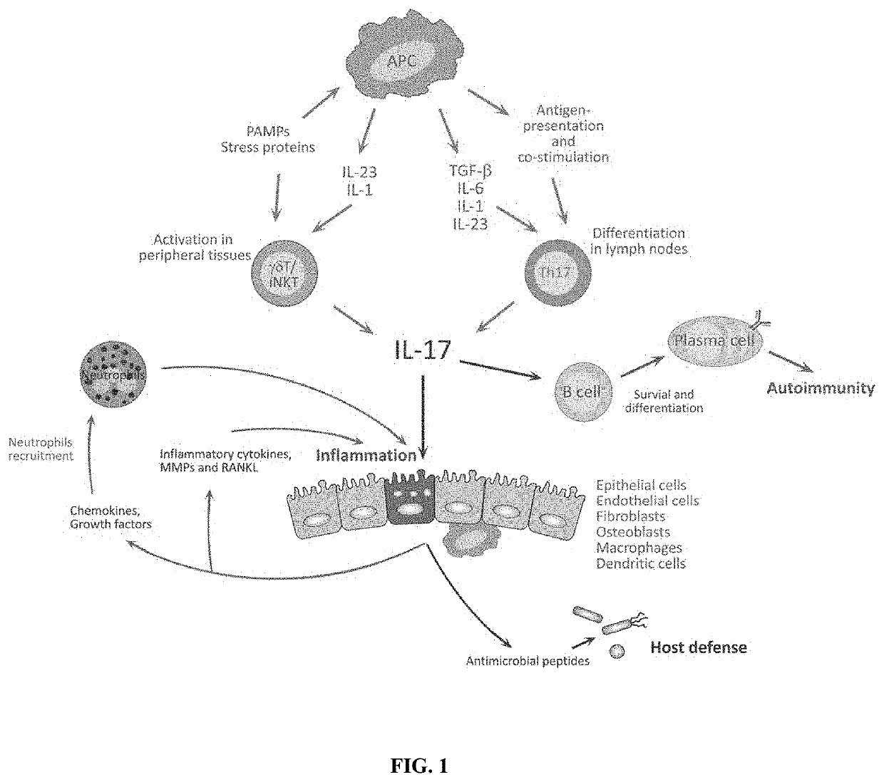 Novel gene classifiers and uses thereof in autoimmune diseases