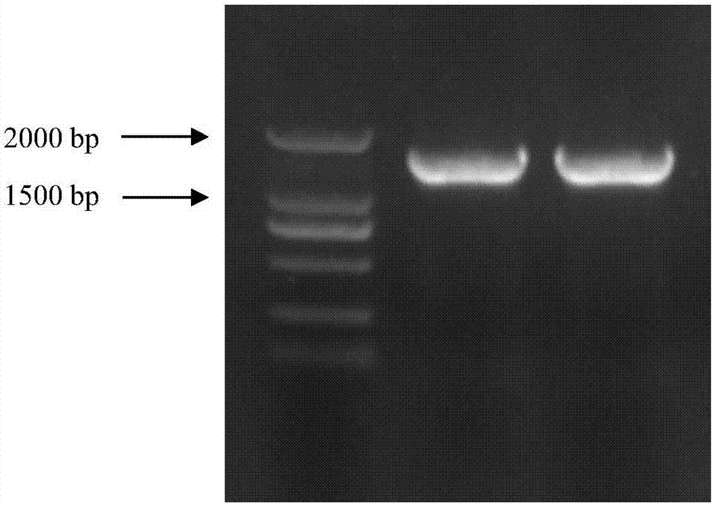 White birch SPL2 gene participating plant morphogenesis and floral development and protein thereof