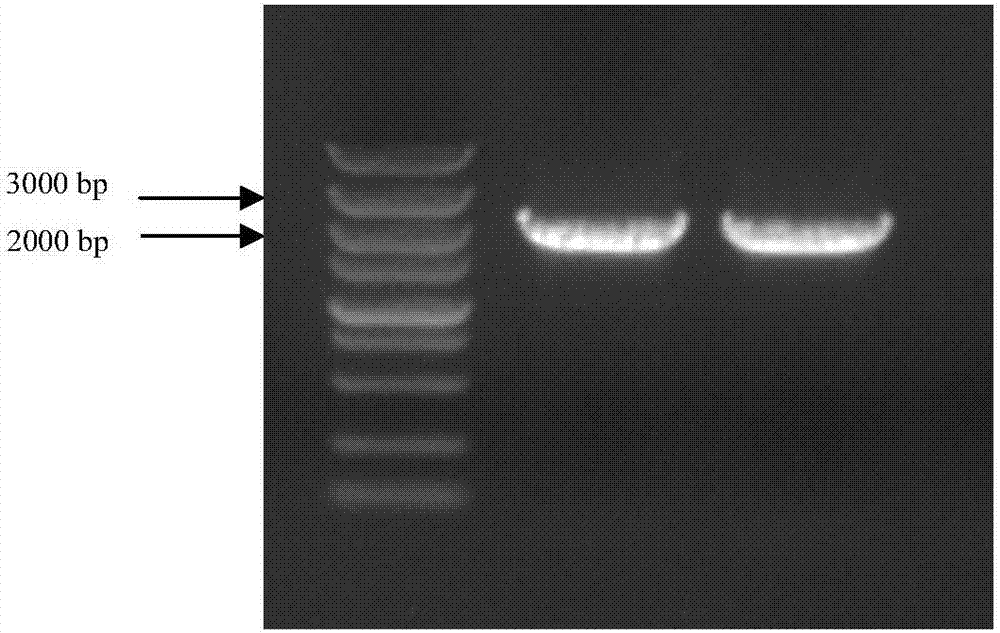 White birch SPL2 gene participating plant morphogenesis and floral development and protein thereof