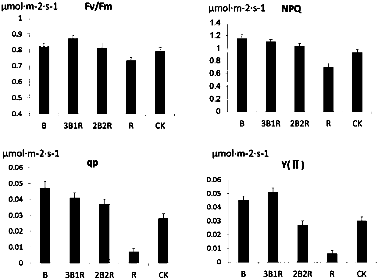 Cultivating method for arundina chinensis and application thereof