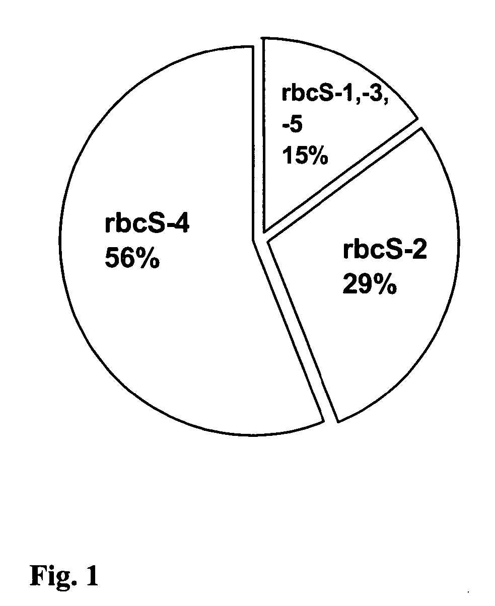 Novel rubisco promoters and uses thereof