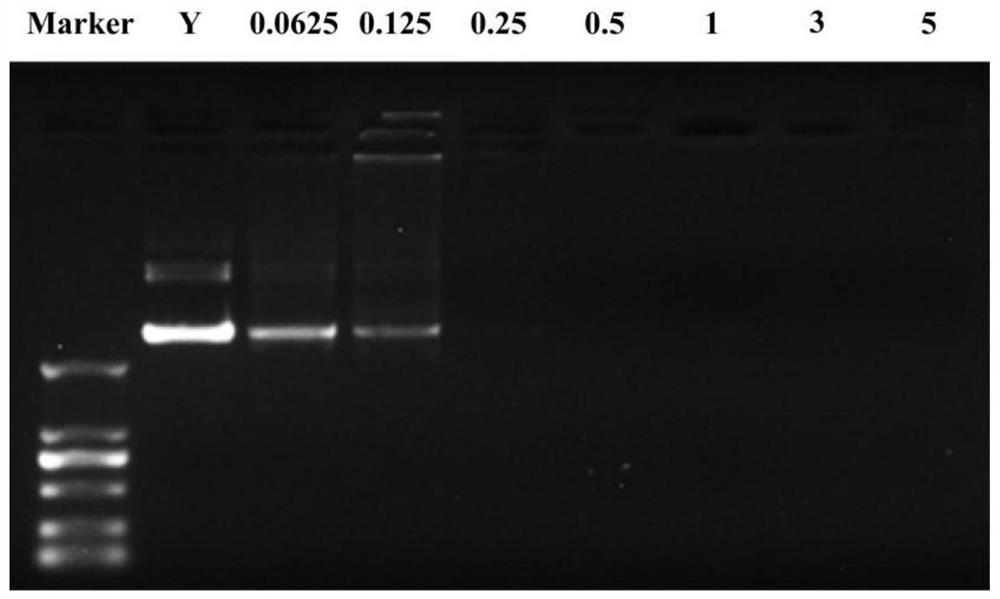 Nano preparation loaded with gene diagnosis probe and/or anti-pulmonary fibrosis drug and preparation method of nano preparation