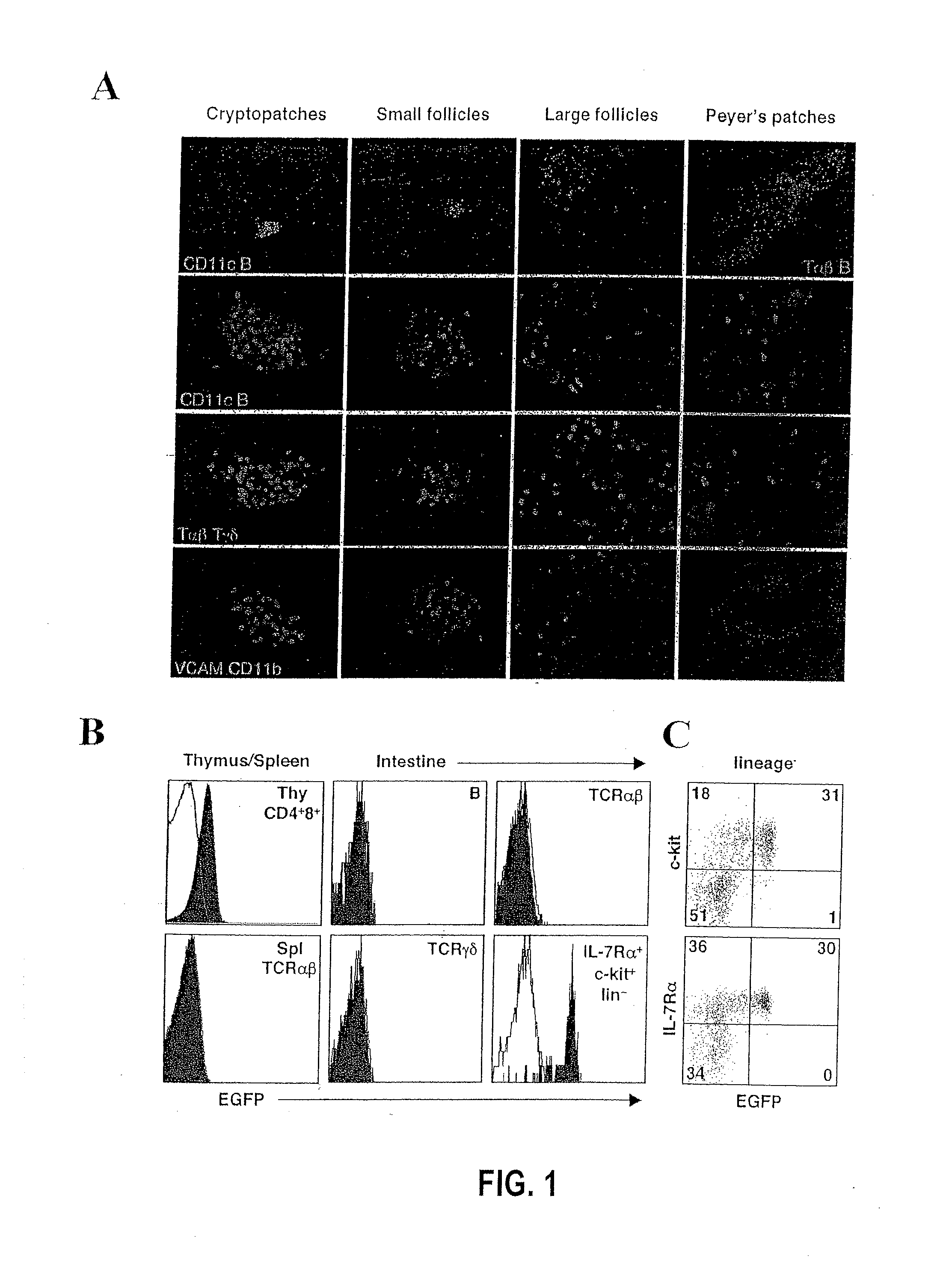 Compositions and methods for modulation of rorgammat functions