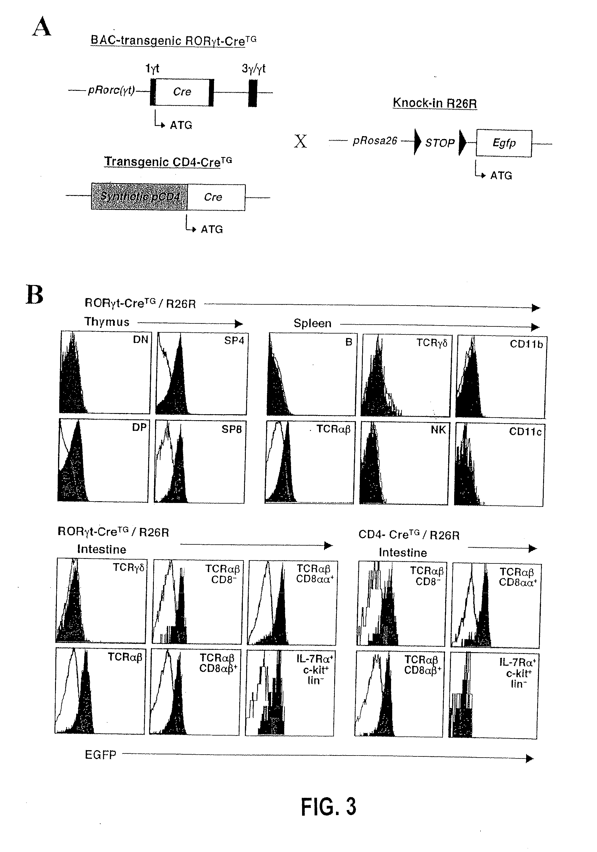 Compositions and methods for modulation of rorgammat functions