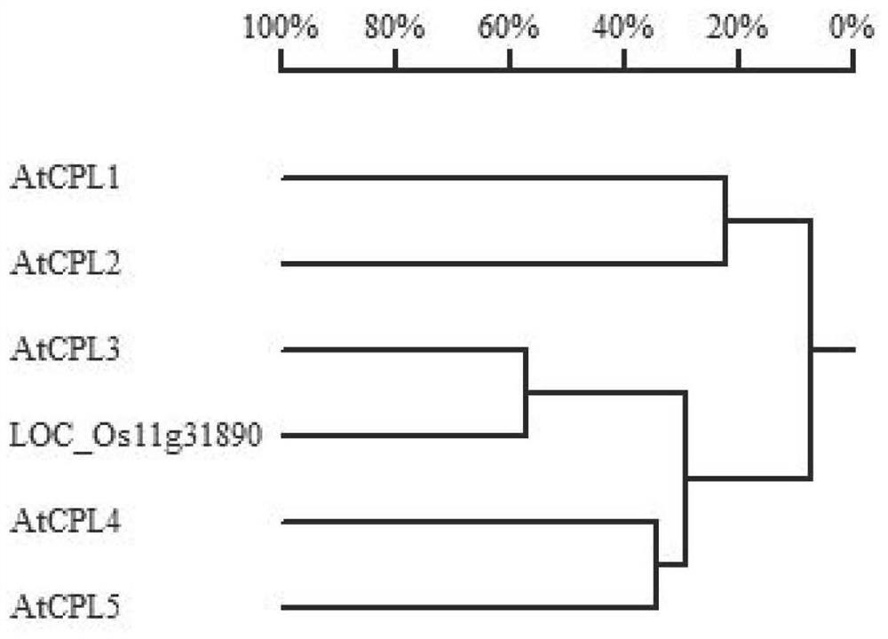 Rice ossdy1 gene, biological material, method, expression vector for transformation host and its application in stress resistance and stable yield