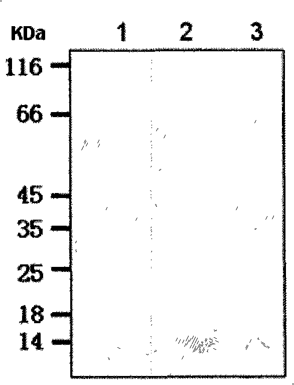 Respiratory syncytial virus sub-units vaccine, preparation and application