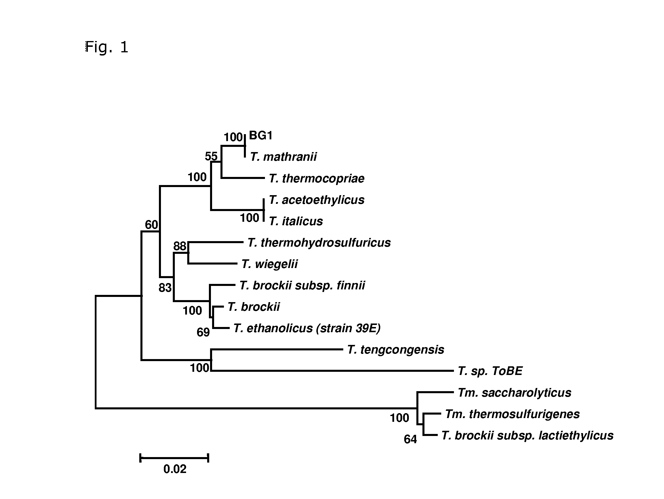 <i>Thermoanaerobacter mathranii </i>strain BG1