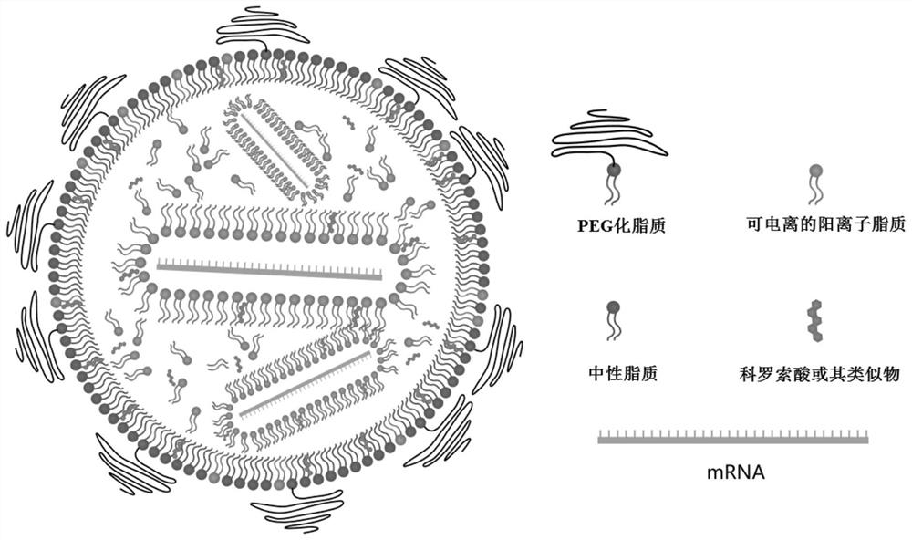 Lipid nanoparticle system based on corosolic acid or analogues thereof as well as preparation method and application of lipid nanoparticle system